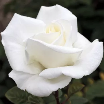 Rózsák webáruháza. - fehér - teahibrid rózsa - Metropolitan ® - intenzív illatú rózsa - -- - (90-120 cm)