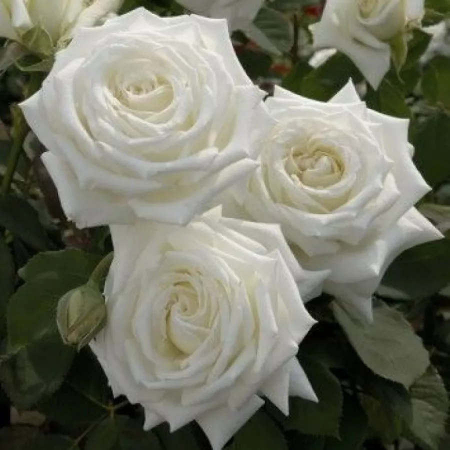 Biely - Ruža - Metropolitan ® - Ruže - online - koupit