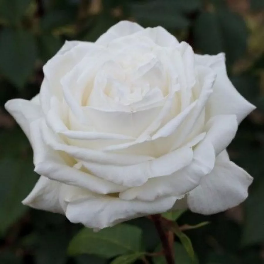 Blanco - Rosa - Metropolitan ® - rosal de pie alto