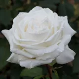 Biely - stromčekové ruže - Rosa Metropolitan ® - intenzívna vôňa ruží - vôňa divokej ruže