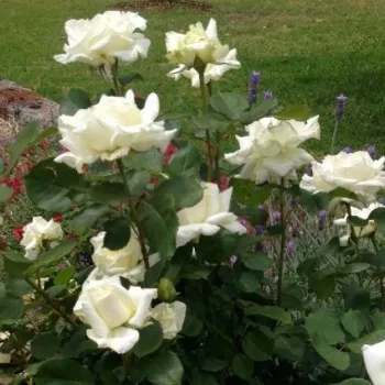 Bianco - Rose Ibridi di Tea - Rosa ad alberello0