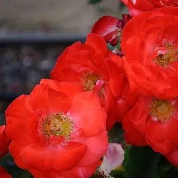Narancssárga - virágágyi floribunda rózsa - diszkrét illatú rózsa - kajszibarack aromájú