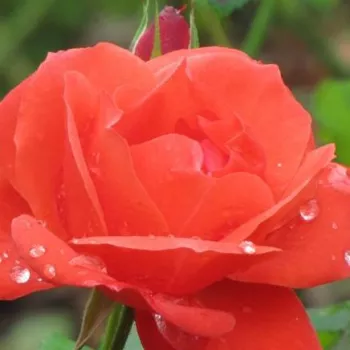 Rózsák webáruháza. - narancssárga - virágágyi floribunda rózsa - Orange Sensation ® - diszkrét illatú rózsa - kajszibarack aromájú - (80-90 cm)