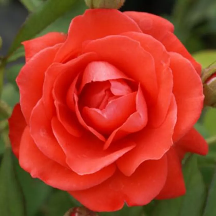 Rosiers polyantha - Rosier - Orange Sensation ® - Rosier achat en ligne
