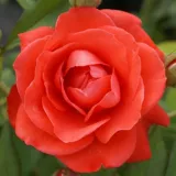 Floribundarosen - orange - diskret duftend - Rosa Orange Sensation ® - Rosen Online Kaufen