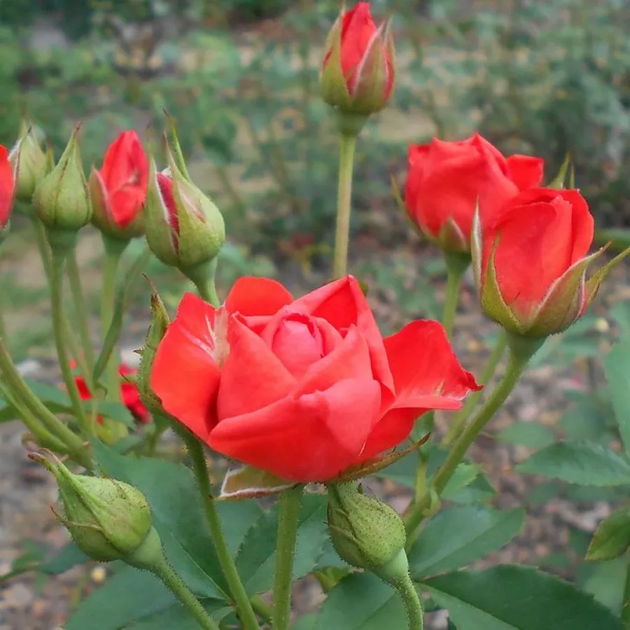Róża pienna - Róże pienne - z kwiatami bukietowymi - Róża - Orange Sensation ® - 