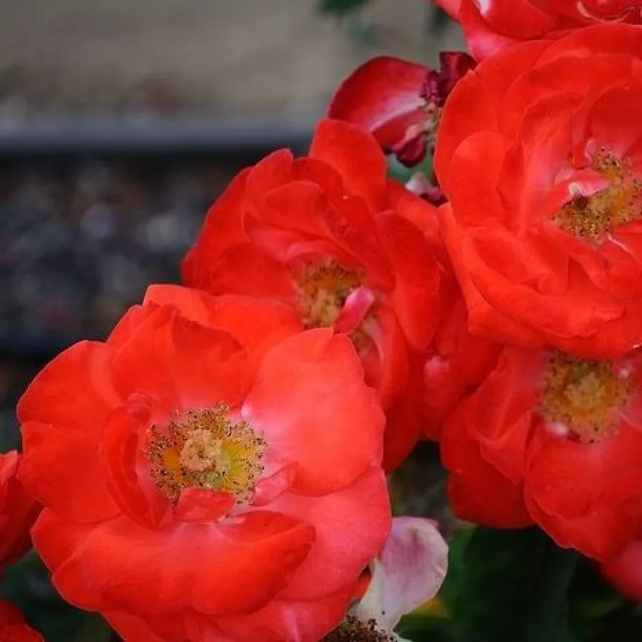 Trandafiri Floribunda - Trandafiri - Orange Sensation ® - comanda trandafiri online