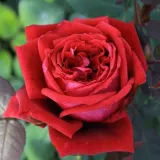 Vörös - climber, futó rózsa - Online rózsa vásárlás - Rosa Botero® Gpt. - intenzív illatú rózsa - fűszer aromájú
