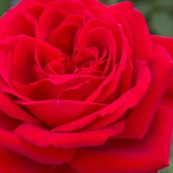Rózsa kertészet - vörös - climber, futó rózsa - Botero® Gpt. - intenzív illatú rózsa - fűszer aromájú - (200-300 cm)