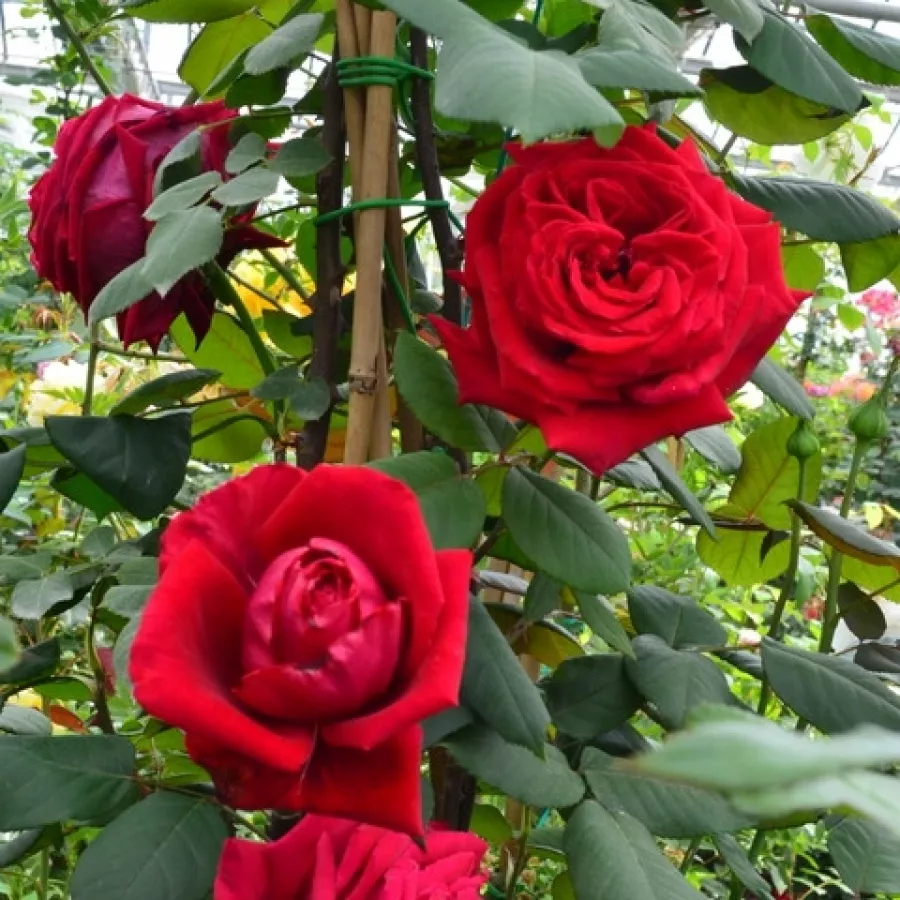 Rosso - Rosa - Botero® Gpt. - Produzione e vendita on line di rose da giardino