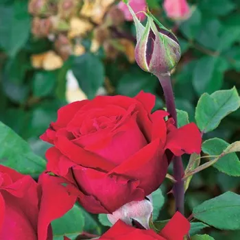 Rosa Botero® Gpt. - crvena - ruže stablašice -