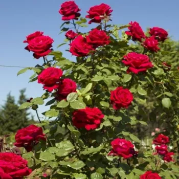 Czerwony - róża pienna - Róże pienne - z kwiatami róży angielskiej
