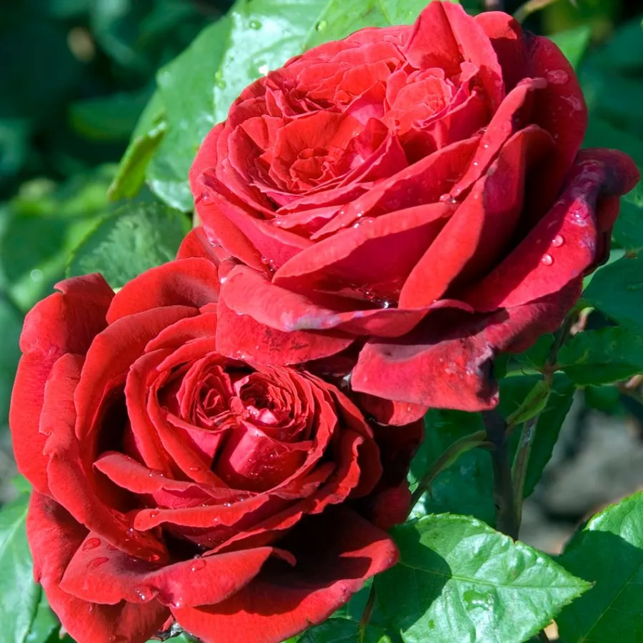Rosiers lianes (Climber, Kletter) - Rosier - Botero® Gpt. - vente en ligne de plantes et rosiers