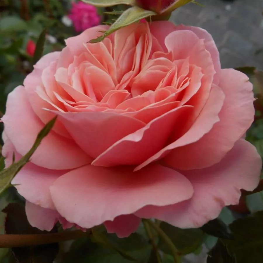 Virágágyi floribunda rózsa - Rózsa - Botticelli ® - Online rózsa rendelés