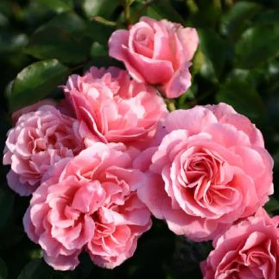 Różowy - Róża - Botticelli ® - Szkółka Róż Rozaria