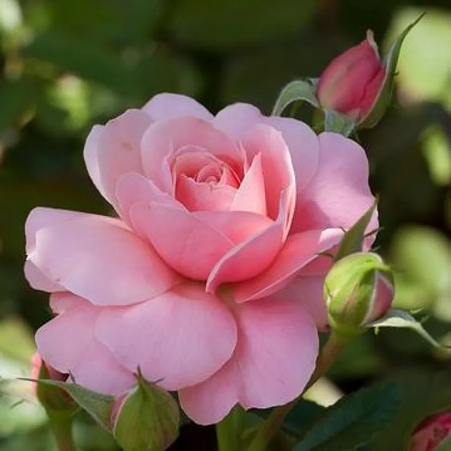 Rosa non profumata - Rosa - Botticelli ® - Produzione e vendita on line di rose da giardino