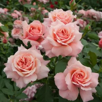 Rózsaszín - barackszínű árnyalat - virágágyi floribunda rózsa   (70-80 cm)