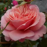 Ružičasta - ruže stablašice - Rosa Botticelli ® - bez mirisna ruža