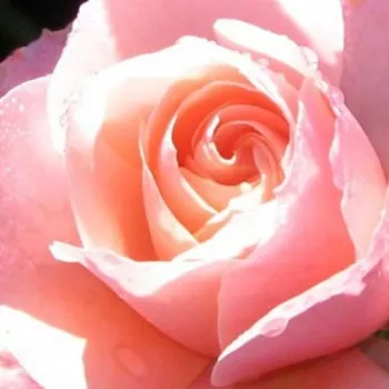 Ruže - online - koupit - ružová - bez vône - záhonová ruža - floribunda - Botticelli ® - (70-80 cm)