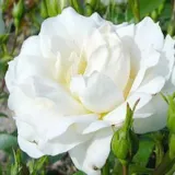 Fehér - virágágyi floribunda rózsa - Online rózsa vásárlás - Rosa Carte Blanche® - közepesen illatos rózsa - gyümölcsös aromájú