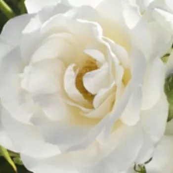Rózsa rendelés online - fehér - virágágyi floribunda rózsa - Carte Blanche® - közepesen illatos rózsa - gyümölcsös aromájú - (90-100 cm)