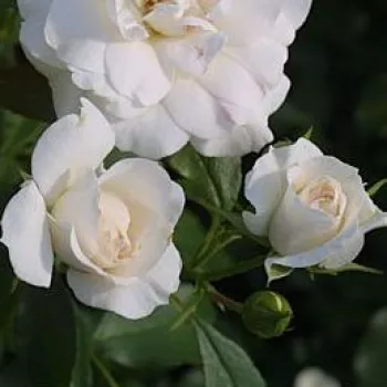 Rosa Carte Blanche® - bela - Vrtnice Floribunda