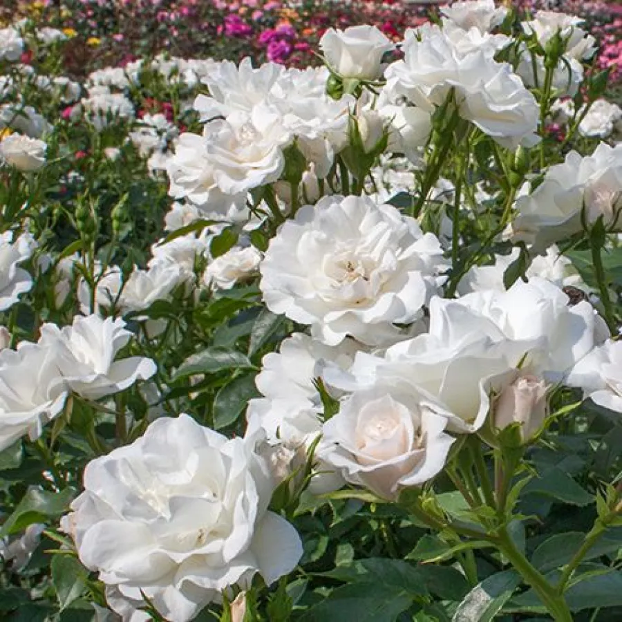 MEIbarum - Trandafiri - Carte Blanche® - Trandafiri online