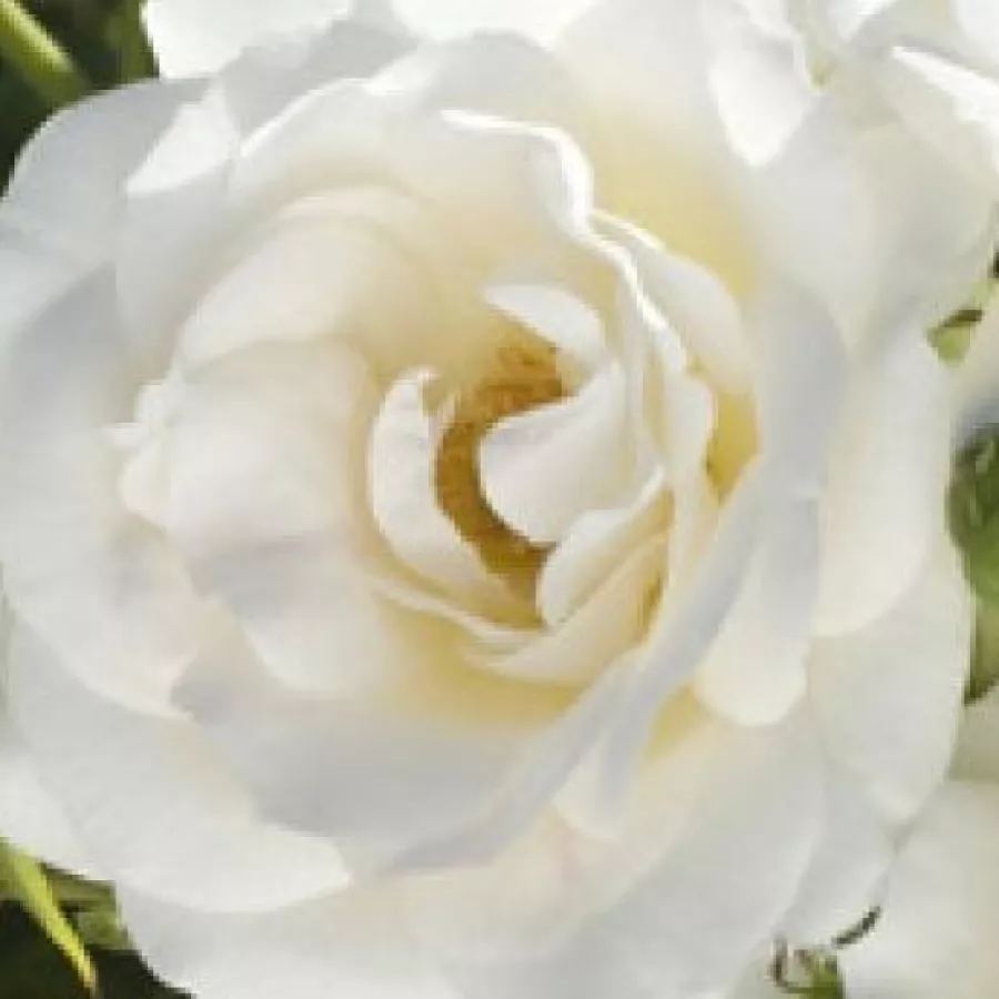 Floribunda - Roza - Carte Blanche® - Na spletni nakup vrtnice
