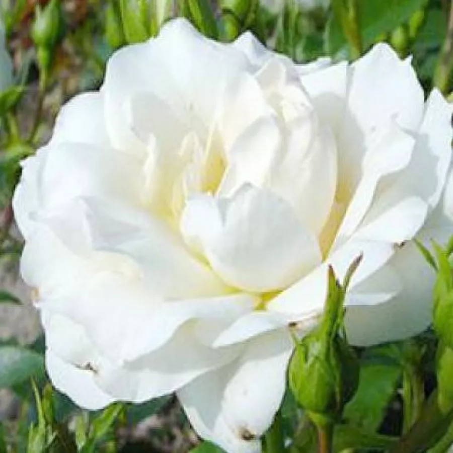 Bijela - Ruža - Carte Blanche® - 