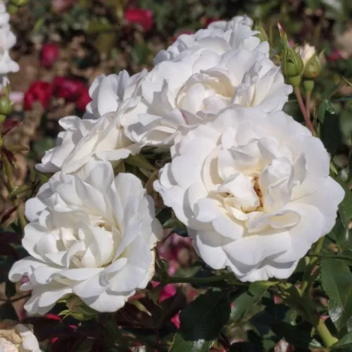 Carte Blanche® virágágyi floribunda rózsa