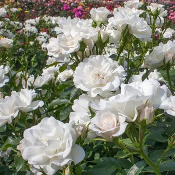 Fehér - virágágyi floribunda rózsa - közepesen illatos rózsa - gyümölcsös aromájú