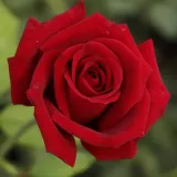 Vörös - teahibrid rózsa - Online rózsa vásárlás - Rosa Avon™ - intenzív illatú rózsa - pézsmás aromájú