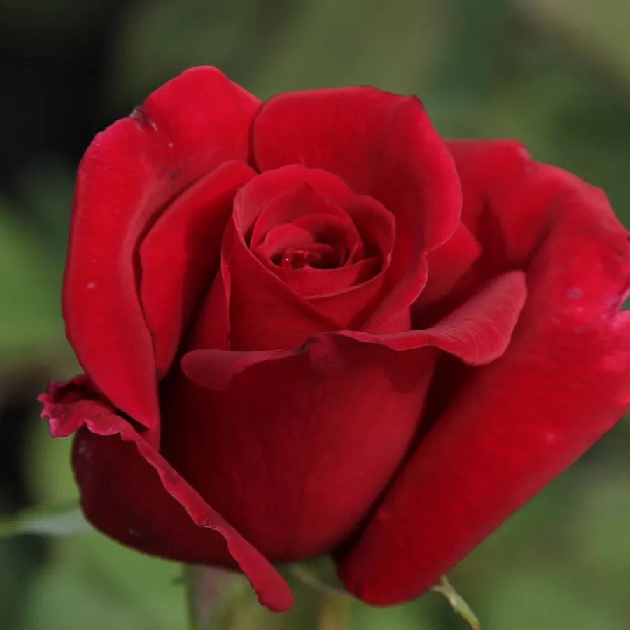 Czerwony - Róża - Avon™ - Szkółka Róż Rozaria