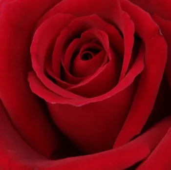 Comprar rosales online - Rojo - Rosas híbridas de té - rosa de fragancia intensa - Rosal Cornelia - Dennison Harlow Morey - Las flores son de color rojo y de 10 cm de diámetro