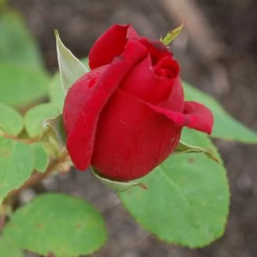 Róża pienna - Róże pienne - z kwiatami hybrydowo herbacianymi - Róża - Avon™ - 