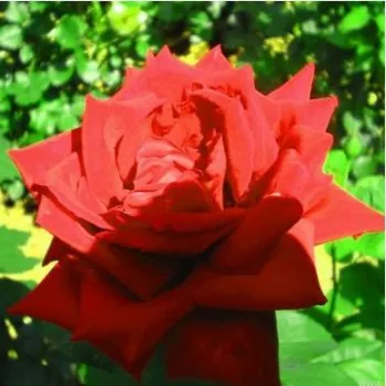 Rojo - Árbol de Rosas Híbrido de Té - rosal de pie alto- forma de corona de tallo recto