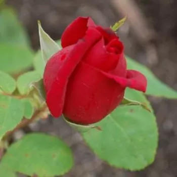Rosa Avon™ - červený - stromčekové ruže - Stromkové ruže s kvetmi čajohybridov