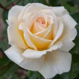 Sárga - teahibrid rózsa - Online rózsa vásárlás - Rosa Christophe Dechavanne ® - intenzív illatú rózsa - alma aromájú