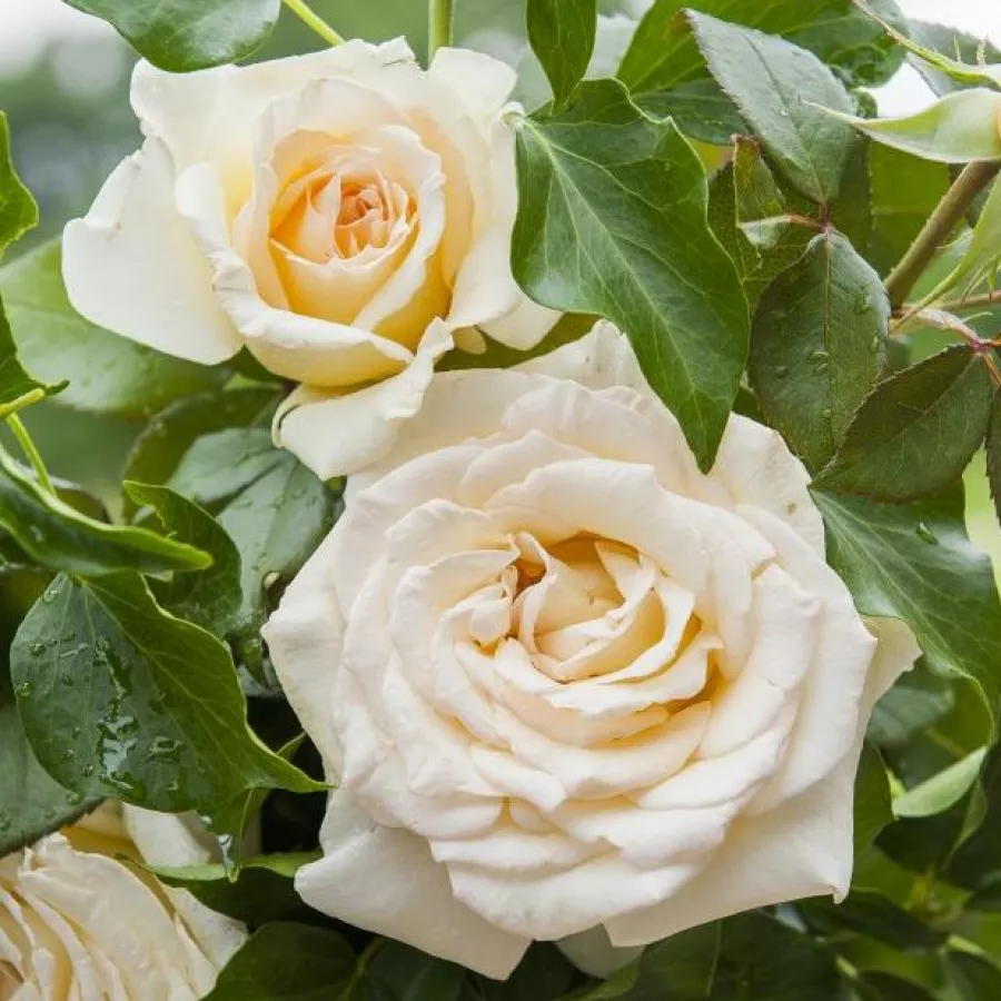 žuta boja - Ruža - Christophe Dechavanne ® - Narudžba ruža