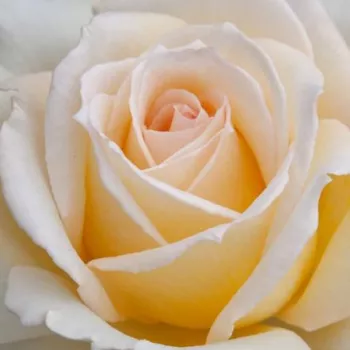 Vendita Online di Rose da Giardino - Rose Ibridi di Tea - rosa intensamente profumata - giallo - Christophe Dechavanne ® - (80-100 cm)