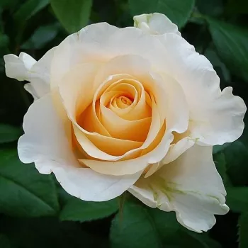 Rosa Christophe Dechavanne ® - rumena - Vrtnica čajevka