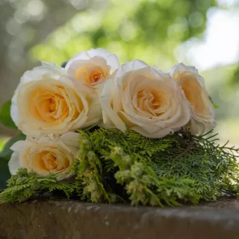 Rumena - Vrtnica čajevka   (80-100 cm)