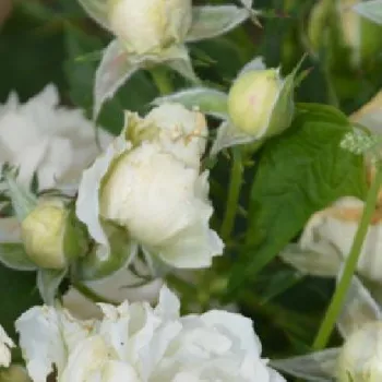 Rosa Creme Chantilly® - fehér - virágágyi floribunda rózsa