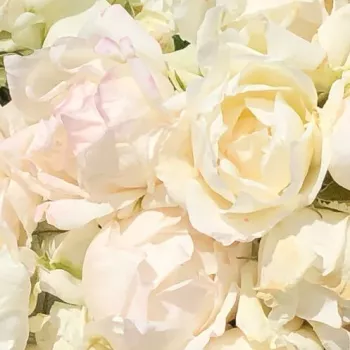 Rózsák webáruháza. - fehér - virágágyi floribunda rózsa - Creme Chantilly® - diszkrét illatú rózsa - citrom aromájú - (75-80 cm)