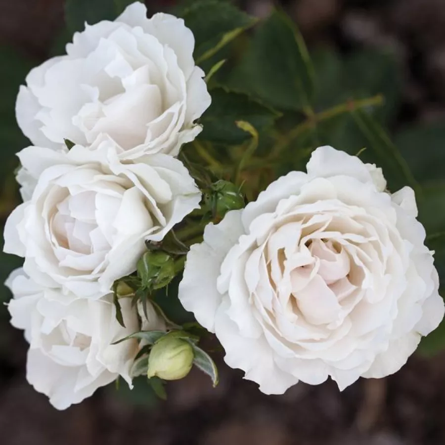 Rose Polyanthe - Rosa - Creme Chantilly® - Produzione e vendita on line di rose da giardino