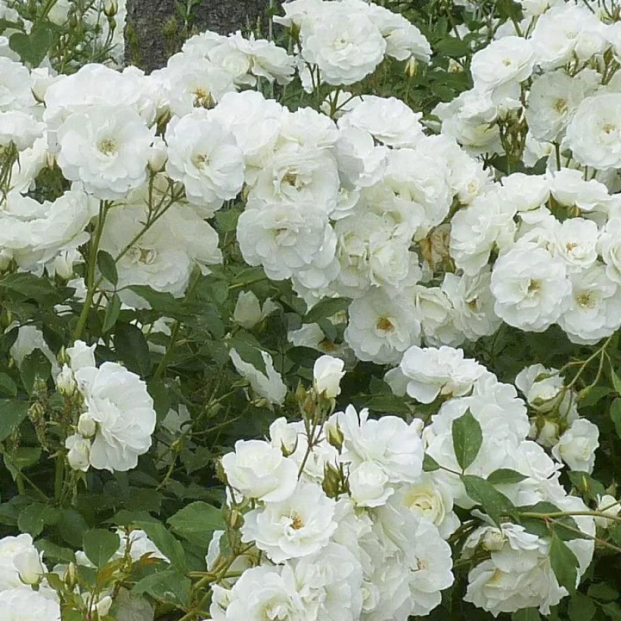 Biały - Róża - Creme Chantilly® - Szkółka Róż Rozaria