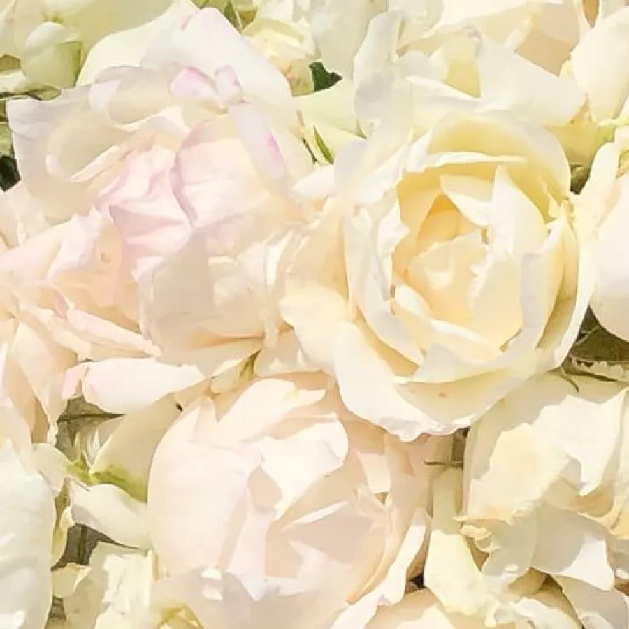 Floribunda - Roza - Creme Chantilly® - Na spletni nakup vrtnice