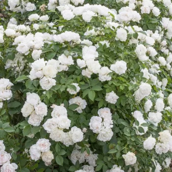 Biały - róża pienna - Róże pienne - z kwiatami bukietowymi