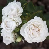 Záhonová ruža - floribunda - mierna vôňa ruží - citrónová príchuť - biely - Rosa Creme Chantilly®