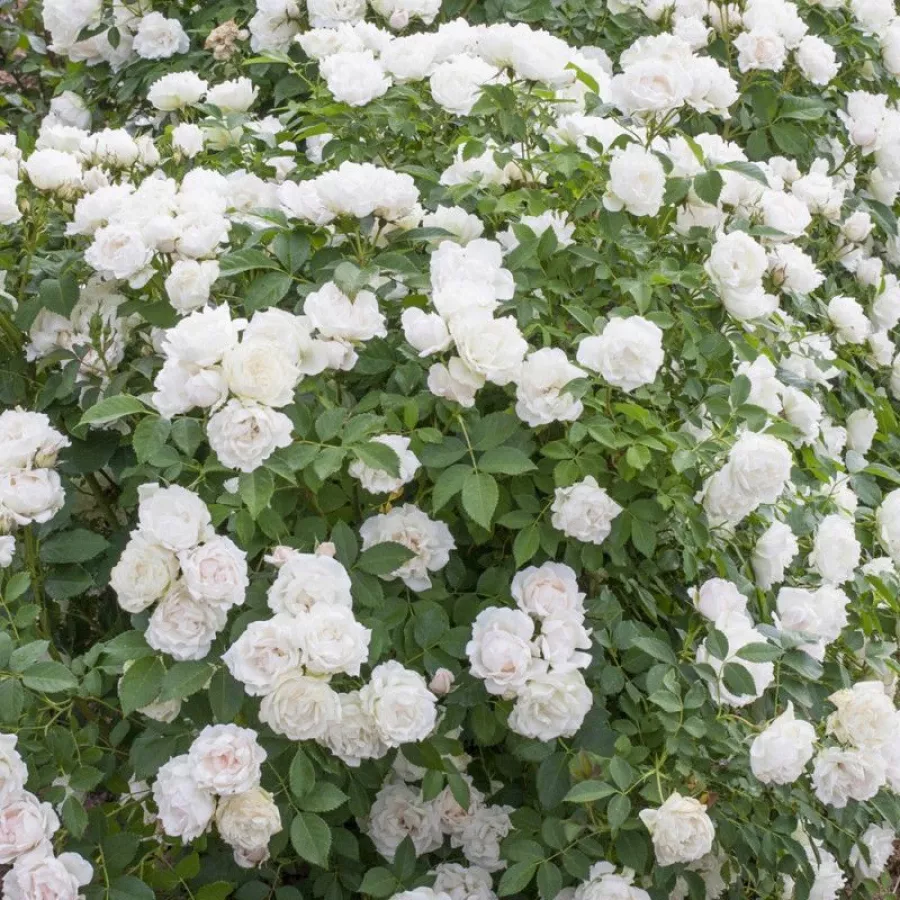 Plină, densă - Trandafiri - Creme Chantilly® - comanda trandafiri online